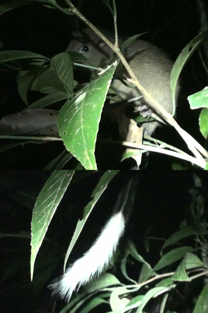 A rediscovery of Dinagat bushytailed cloud rat helped starting