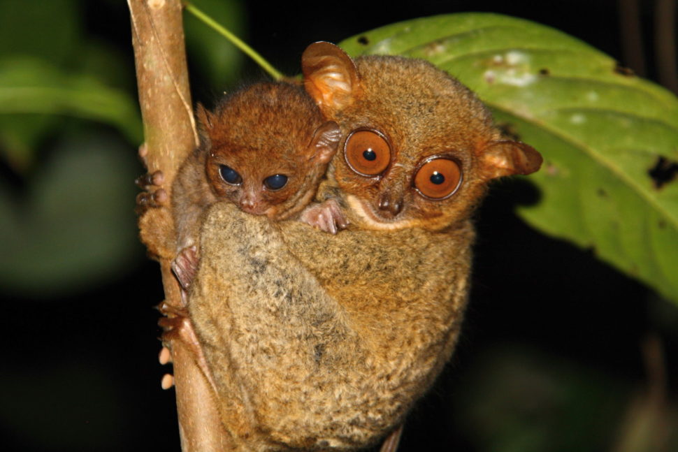 Tarsier baby born in conservation centre in the Philippines celebrates ...